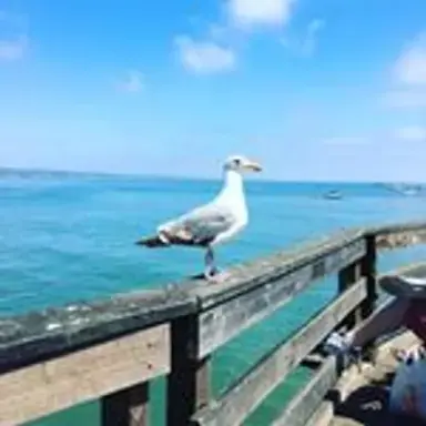 a_seagull