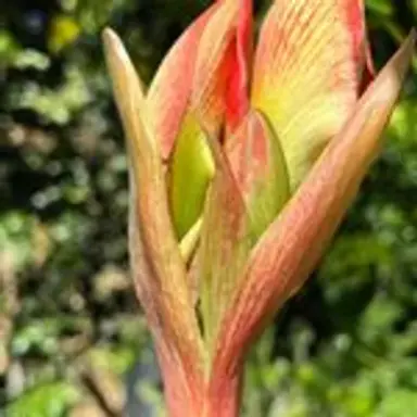 amaryllis