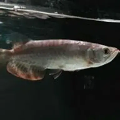 arowana