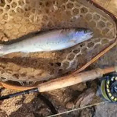 azflyfishing