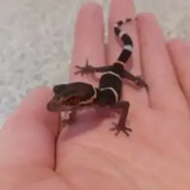 babygecko