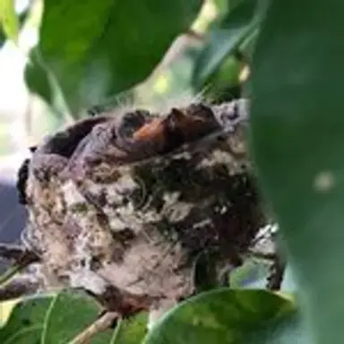 babyhummingbirds