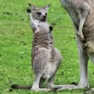 babykangaroo