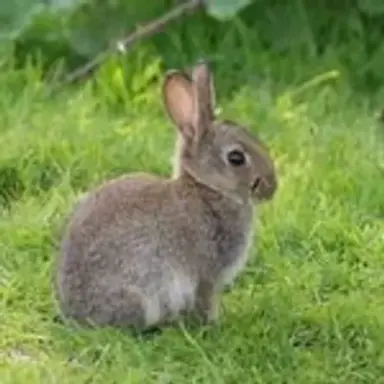 babyrabbit