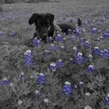 backthebluebonnets