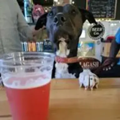 beerdog