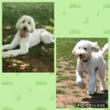 bestevergoldendoodles