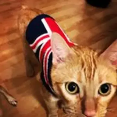 britkitty