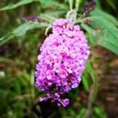 buddlejeae