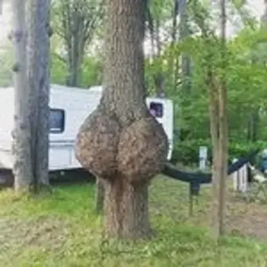 butttree