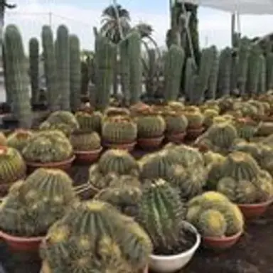 cactuseros