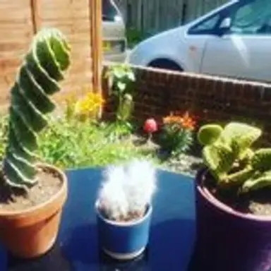 candycacti