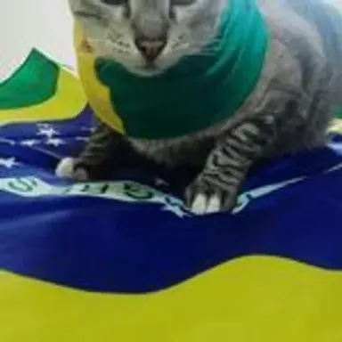 catbrasil