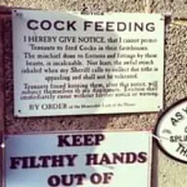 cockfeeding