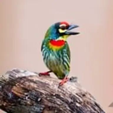colorfulbird