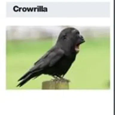 crowrilla