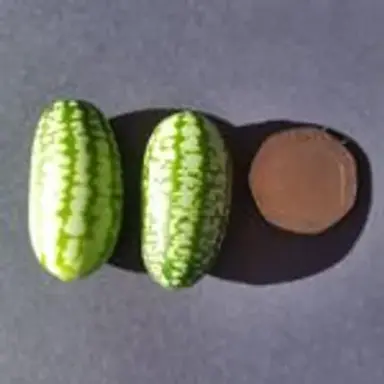 cumelon