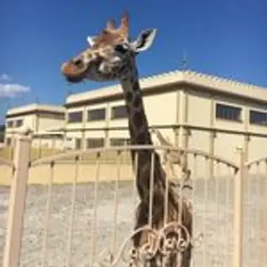 cutegiraffe