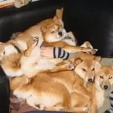 dogepile