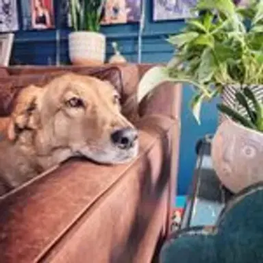 dogsanddecor