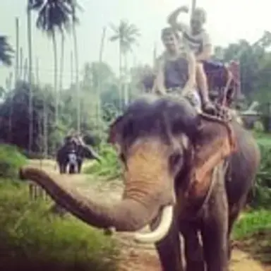 elefantkuk