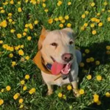 flowerpup