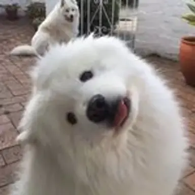 fluffies