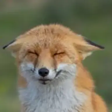 foxylove