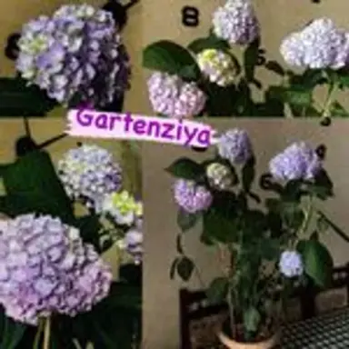 gartenziya