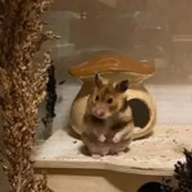 goldhamster