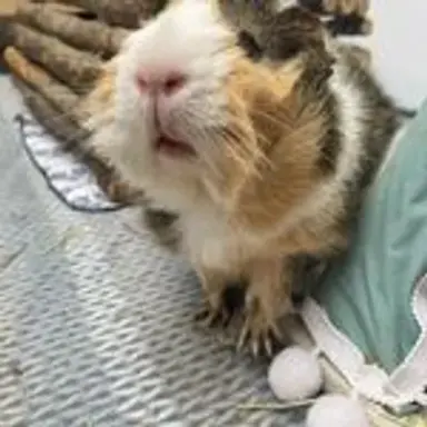 guineapigsofinstagram