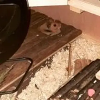 hamsterlive