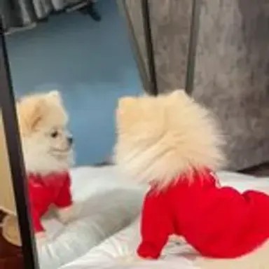 japanpom