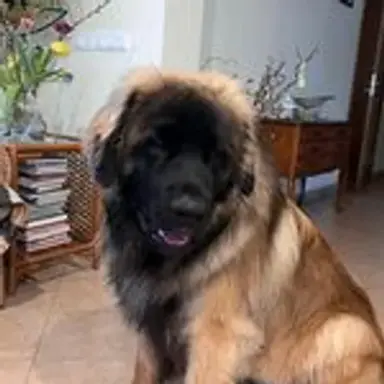 leonbergers