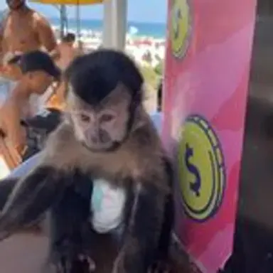 macaquinho