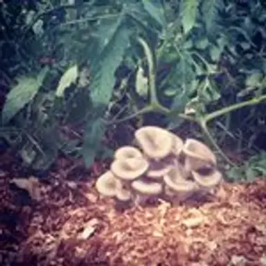 mycogarden