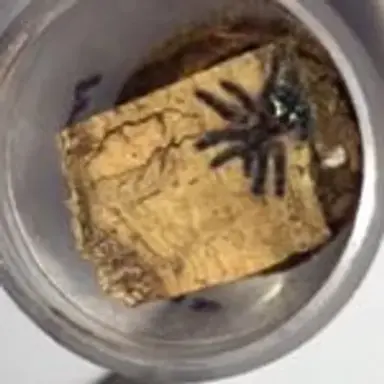 palpfrictiontarantulas