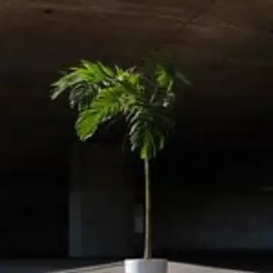 plantagram