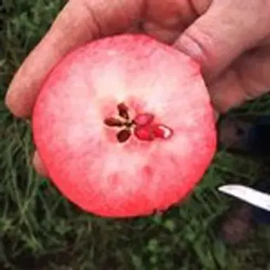 pomegrapple