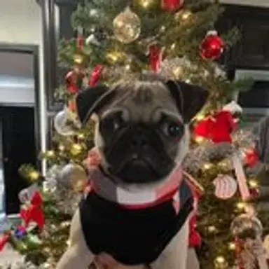 pugmas