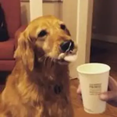 pupuccino