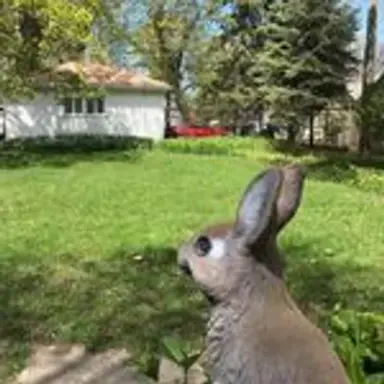 rabbitcam