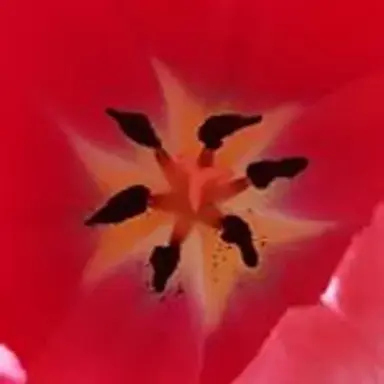 redflower