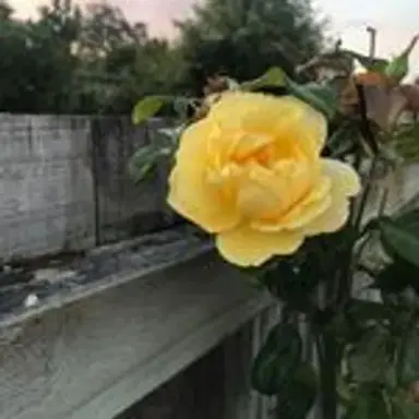 rosesbloom