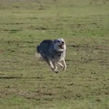 schnausky