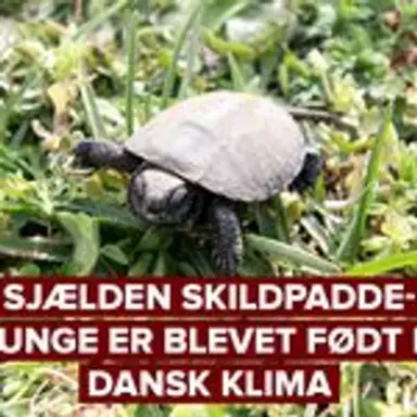 skildpadde