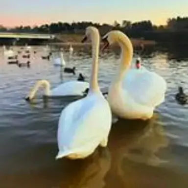 swanlove