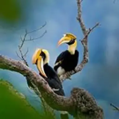 thaibirder