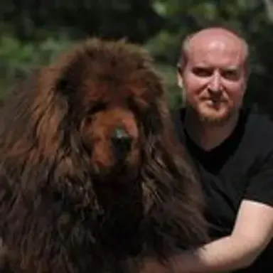 tibetmastiff