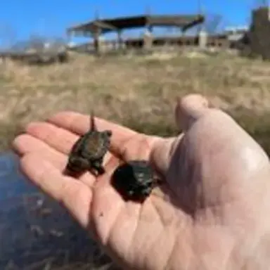 turtles